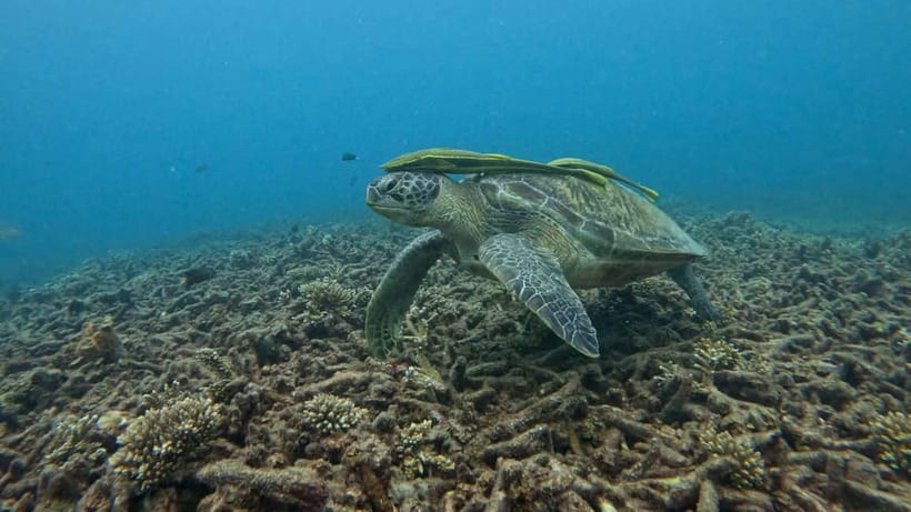 Koh Tao: Snorkeling and Sunset Tour - Koh Tao sunset snorkelling in 150 minutes: the sweet spot