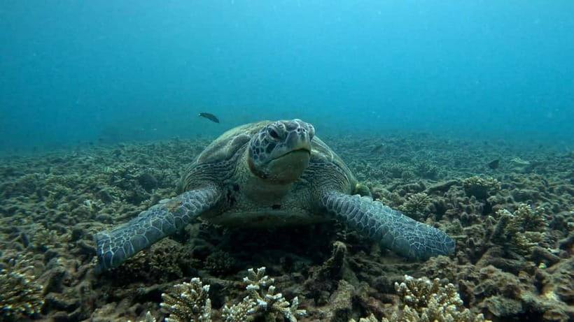 Koh Tao: Snorkeling and Sunset Tour - Two snorkeling spots: why you’ll feel like you got more than one view