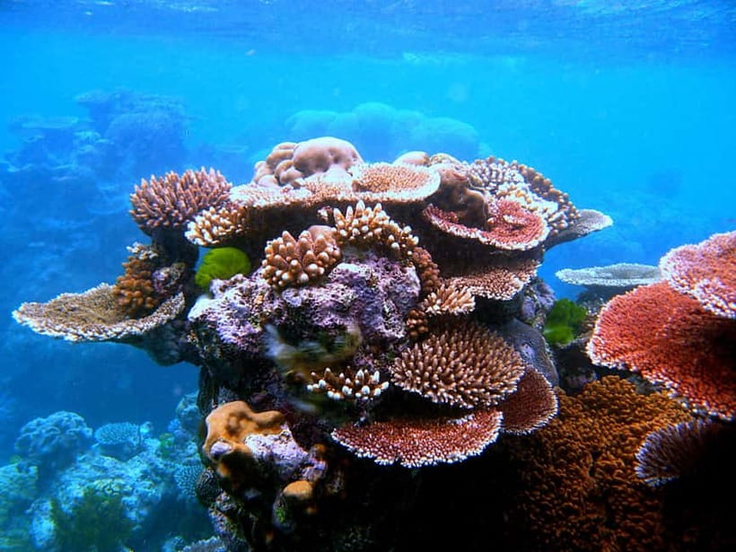 Koh Tao: Snorkeling and Sunset Tour - Sea turtles and blacktip sharks: how to set expectations without killing the magic