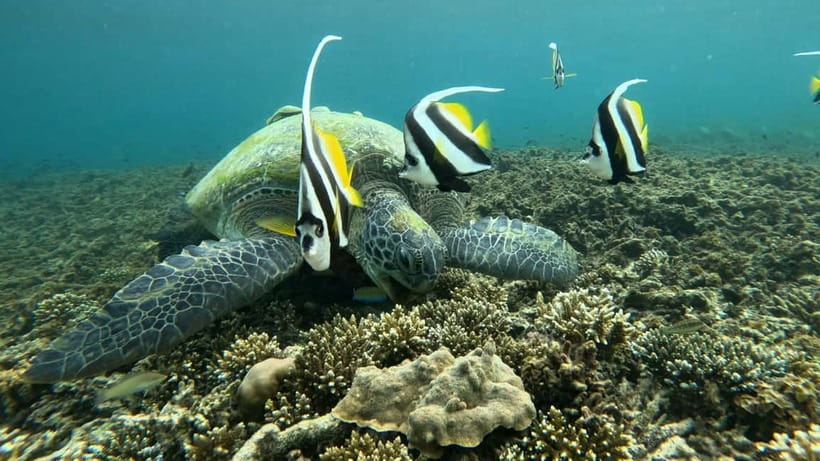 Koh Tao: Snorkeling and Sunset Tour - From Koh Tao Diving Academy to the water: how the timing works