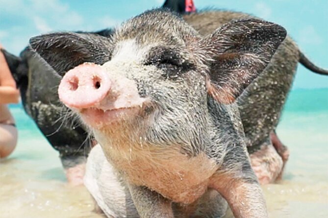 kohsamui.tours - Pig Island Snorkeling Eco Tour by Speed Boat - Key things to know before you go