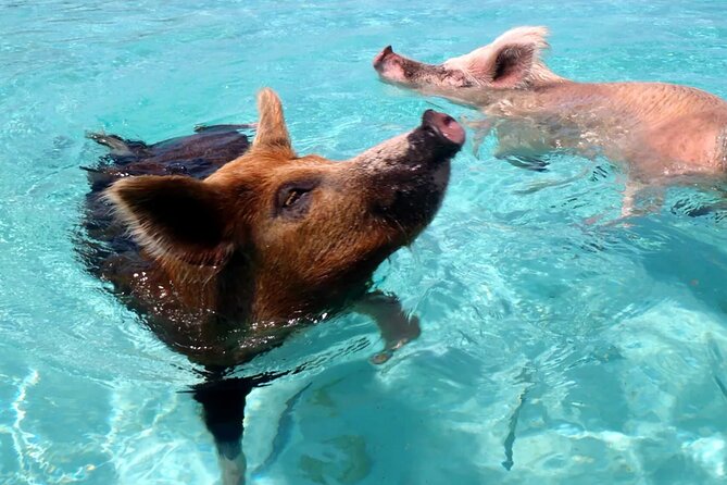 kohsamui.tours - Pig Island Snorkeling Eco Tour by Speed Boat - Back to Samui by 2:30 pm: the return ride and what to expect