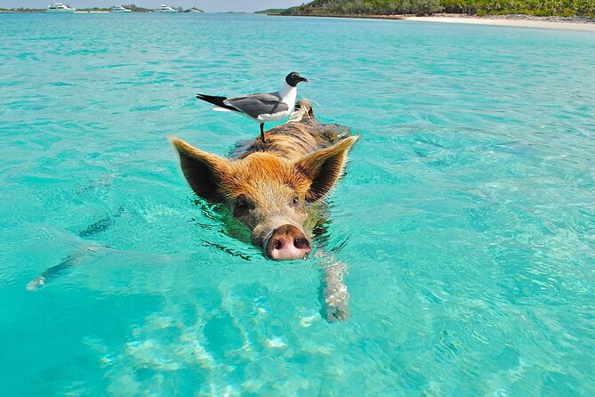 kohsamui.tours - Pig Island Snorkeling Eco Tour by Speed Boat - What’s included (and why it matters for value)