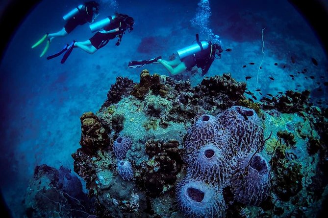 Open Water Course - Become certified diver in 3 days - Koh Tao’s conditions make a big difference for your first license