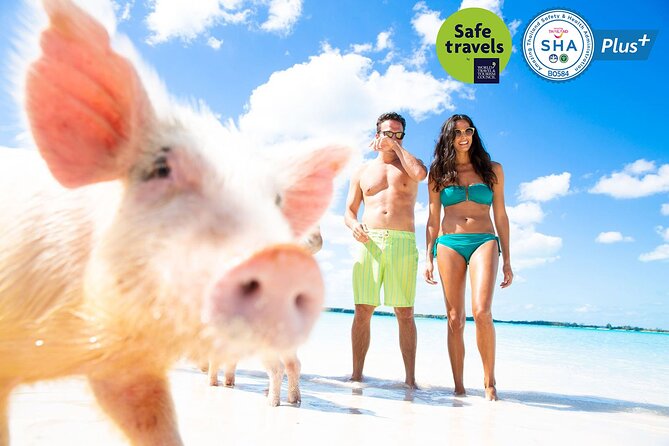 Pig Feeding, Kayaking, Snorkeling Trip at Pig Island By Speedboat From Koh Samui - Why Pig Island Feels Different From Typical Samui Trips