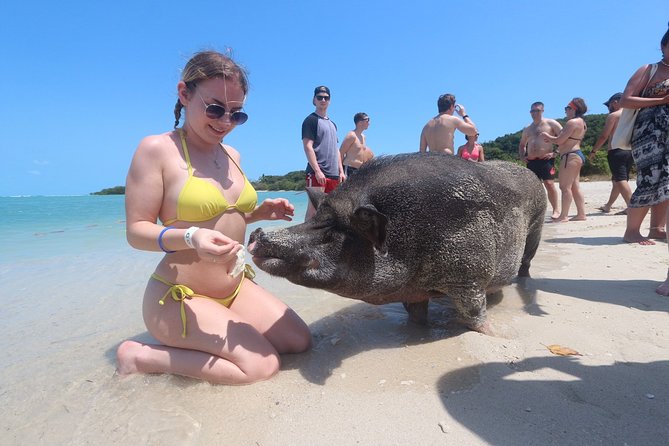 Pig Feeding, Kayaking, Snorkeling Trip at Pig Island By Speedboat From Koh Samui - Pig Island Feeding: How to Enjoy the Pigs (Without Getting Frustrated)