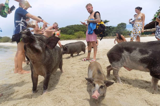Pig Feeding, Kayaking, Snorkeling Trip at Pig Island By Speedboat From Koh Samui - Snorkeling and Kayaking Gear: What’s Included and What to Bring