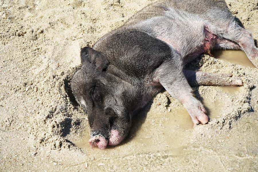 Pig Island(Koh Mudsum) and Koh Tan Half Day Snorkeling Tour - Key things to know before you go
