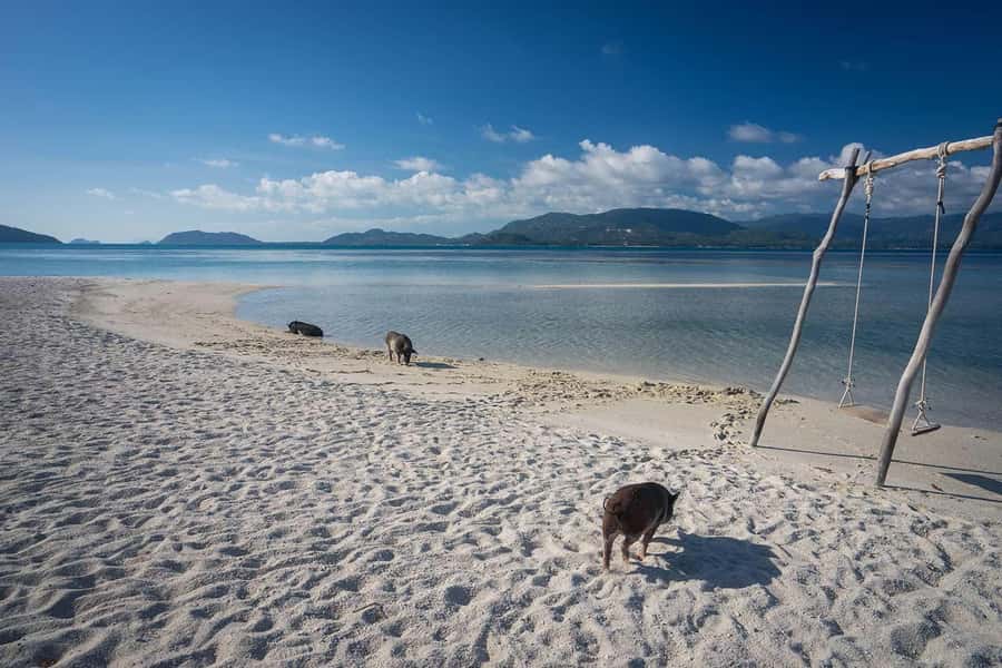 Pig Island(Koh Mudsum) and Koh Tan Half Day Snorkeling Tour - Speedboat from Ko Samui: the 4-hour rhythm and why timing matters