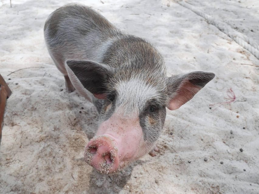 Pig Island(Koh Mudsum) and Koh Tan Half Day Snorkeling Tour - Lunch or dinner on an island: what’s included and how to plan your day