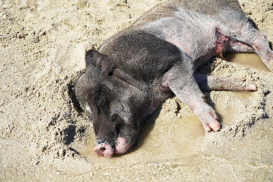 Pig Island(Koh Mudsum) and Koh Tan Half Day Snorkeling Tour - Price and value: what $64 buys you in real comfort