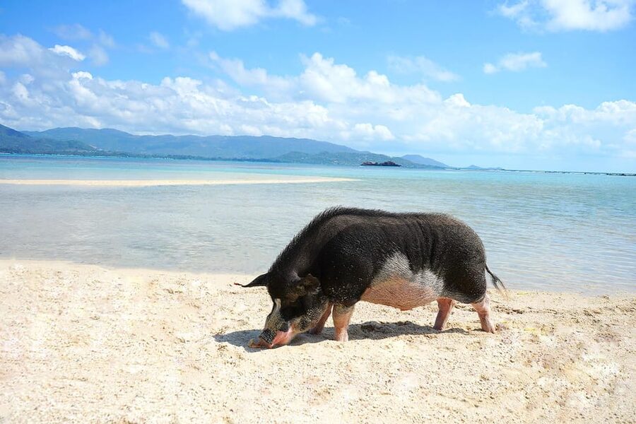 Pig Island(Koh Mudsum) and Koh Tan Half Day Snorkeling Tour - Should you book the Pig Island and Koh Tan tour?