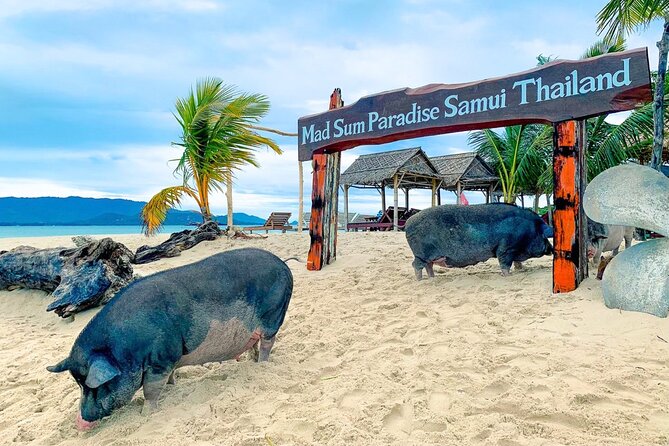 Pig Island (Koh Mudsum) and Koh Tan Tour with Meal from Koh Samui - Ko Mat Sum (Madsum Island / Pig Island): Pigs, Optional Activities, and Real Pig Etiquette