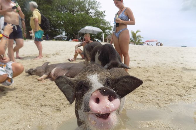 Pig Island Snorkeling & Sightseeing Tour By Speedboat From Koh Samui - Pickup routes, meeting point, and the few places that cost extra
