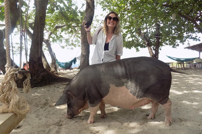 Pig Island Snorkeling & Sightseeing Tour By Speedboat From Koh Samui - Pig Island on Koh Madsum: pigs, photos, and the reality of a crowded beach