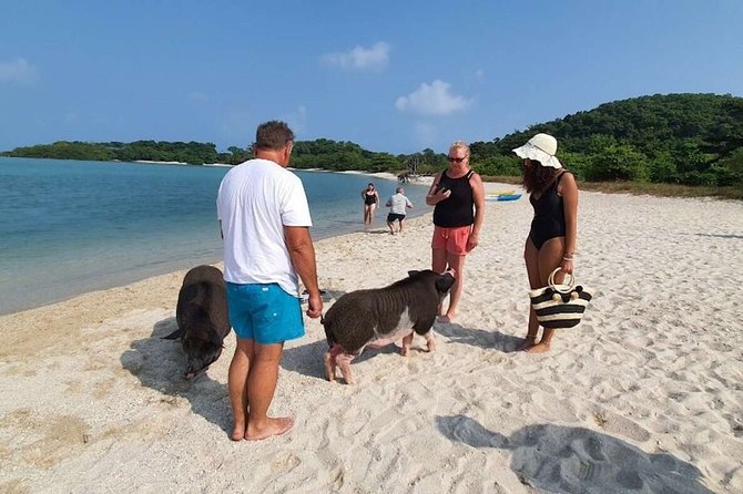 Pig Island Snorkeling & Sightseeing Tour By Speedboat From Koh Samui - Lunch, water, and fruit: why it keeps the day from unraveling