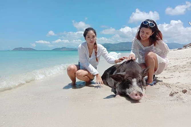 Pig Island Snorkeling & Sightseeing Tour By Speedboat From Koh Samui - Who this tour suits best (and who should think twice)