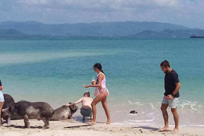 Pig Island Snorkeling & Sightseeing Tour By Speedboat From Koh Samui - Price check: is $47.62 good value?