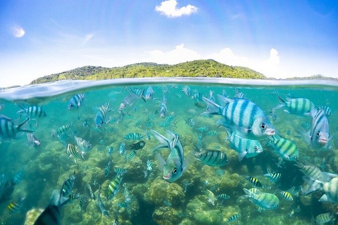 Pig Island Tour by Speedboat with Snorkeling - Stop 3: Ko Taen Coral Beach lunch with a view
