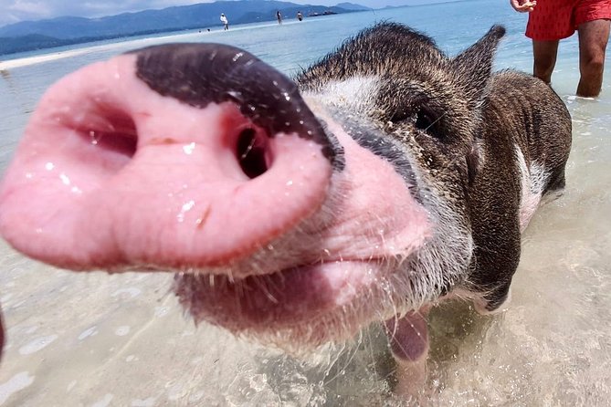 Pigs Island exclusive Semi VIP - Food and Drinks on Board: Small Touches That Make a Difference