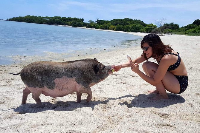 Pigs Island exclusive Semi VIP - Semi VIP vs Private: How Group Timing Works