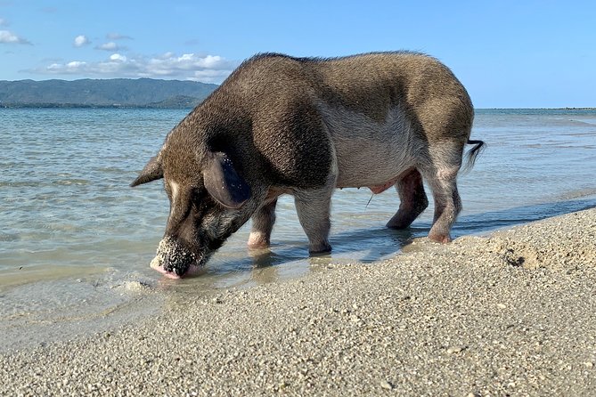 Pigs Island exclusive Semi VIP - The Full 5-Hour Flow: Laem Sor Views, Lagoon Swim, Reef Time