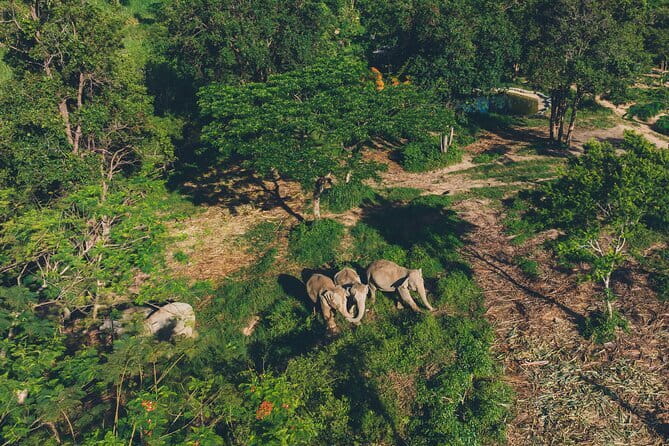 Samui Elephant Kingdom Ethical Sanctuary and Skywalk Tour - Key things to know before you go