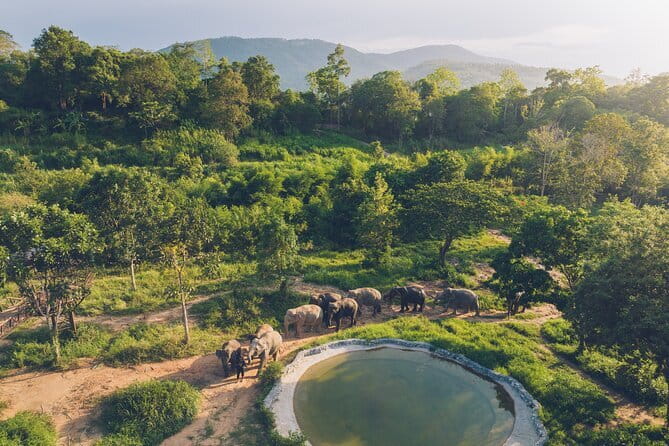Samui Elephant Kingdom Ethical Sanctuary and Skywalk Tour - Why Samui Elephant Kingdom’s Skywalk Feels Different