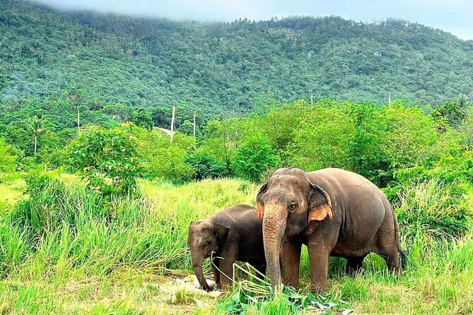 Samui Elephant Kingdom Ethical Sanctuary and Skywalk Tour - Education Plus a Real Break: Snacks, Cafe, and Food