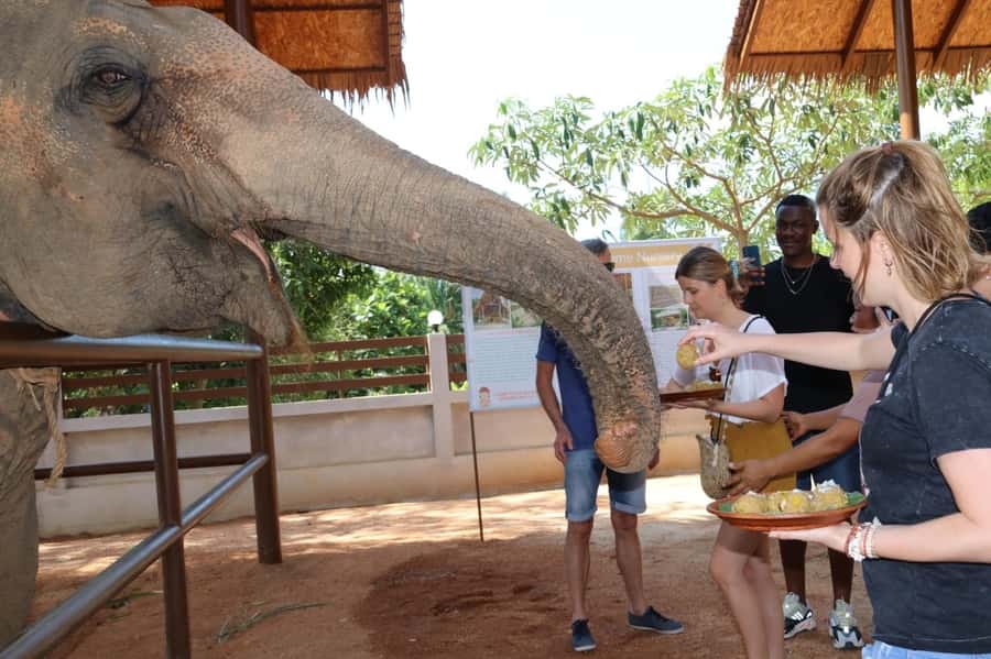 Samui: Elephant Nutrition and Care Education Experience - Entering Samui Elephant Nutrition: What You’re Actually Signing Up For