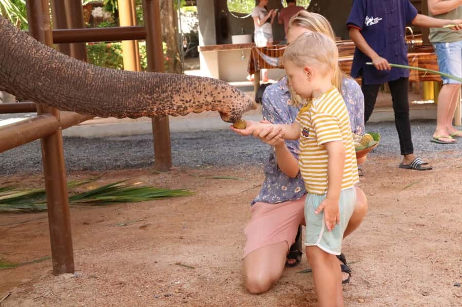 Samui: Elephant Nutrition and Care Education Experience - Hotel Pickup Timing and the Real “2 Hours” Expectation