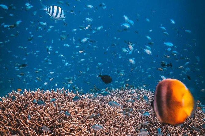 Try Scuba Diving - Meeting at DPM and getting your day rolling on Koh Tao