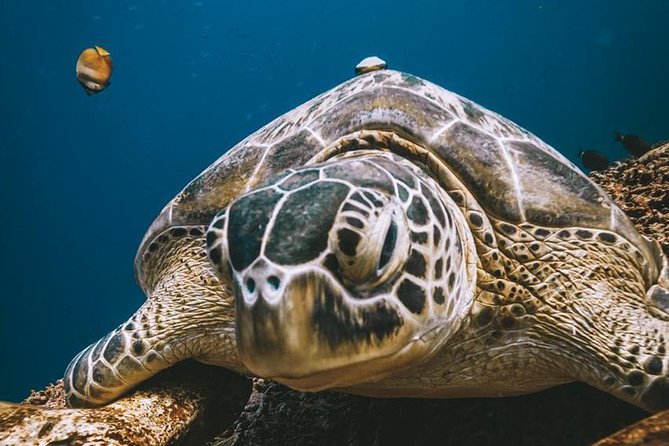 Try Scuba Diving - Basic Diver certification: practical value beyond the day