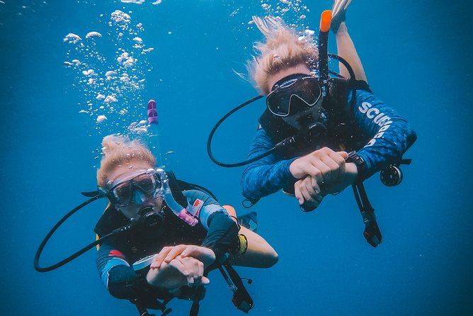 Try Scuba Diving - Marine life highlights in Koh Tao waters (and how to spot them calmly)